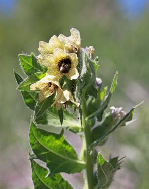 Fotografia 14 da espécie Hyoscyamus niger no Jardim Botânico UTAD