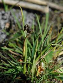 Fotografia da espécie Isolepis setacea