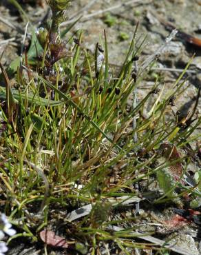 Fotografia 1 da espécie Isolepis setacea no Jardim Botânico UTAD