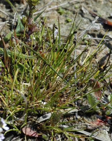 Fotografia de capa Isolepis setacea - do Jardim Botânico