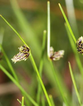 Fotografia 4 da espécie Isolepis setacea no Jardim Botânico UTAD