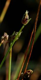 Fotografia da espécie Isolepis cernua