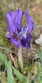 Fotografia da espécie Iris lutescens