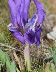 Iris lutescens