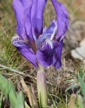 Fotografia 1 da espécie Iris lutescens no Jardim Botânico UTAD