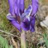 Fotografia 1 da espécie Iris lutescens do Jardim Botânico UTAD