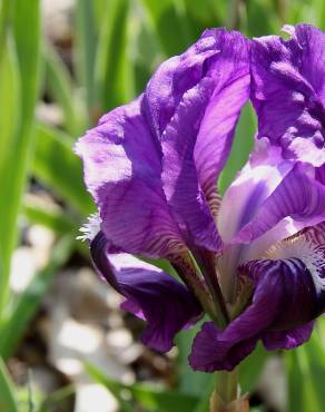 Fotografia 2 da espécie Iris lutescens no Jardim Botânico UTAD