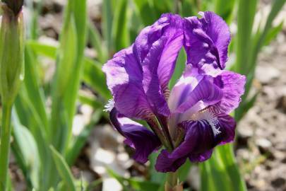 Fotografia da espécie Iris lutescens