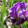 Fotografia 2 da espécie Iris lutescens do Jardim Botânico UTAD