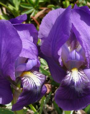 Fotografia 3 da espécie Iris lutescens no Jardim Botânico UTAD