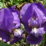Fotografia 3 da espécie Iris lutescens do Jardim Botânico UTAD