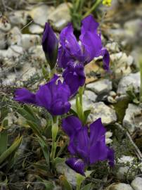 Fotografia da espécie Iris lutescens