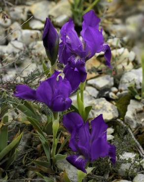 Fotografia 4 da espécie Iris lutescens no Jardim Botânico UTAD