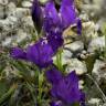 Fotografia 4 da espécie Iris lutescens do Jardim Botânico UTAD