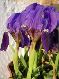 Fotografia da espécie Iris lutescens