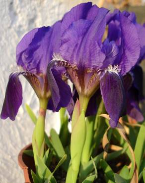 Fotografia 5 da espécie Iris lutescens no Jardim Botânico UTAD