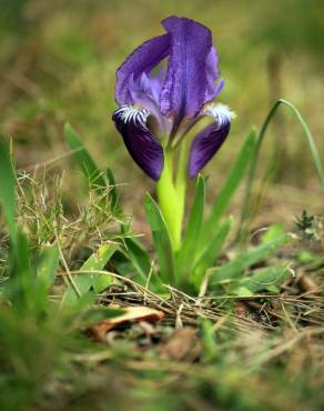 Fotografia 6 da espécie Iris lutescens no Jardim Botânico UTAD