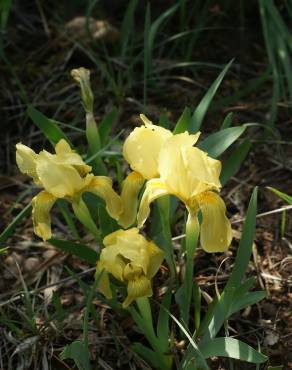 Fotografia 7 da espécie Iris lutescens no Jardim Botânico UTAD