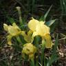 Fotografia 7 da espécie Iris lutescens do Jardim Botânico UTAD