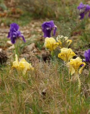 Fotografia 8 da espécie Iris lutescens no Jardim Botânico UTAD