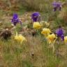 Fotografia 8 da espécie Iris lutescens do Jardim Botânico UTAD