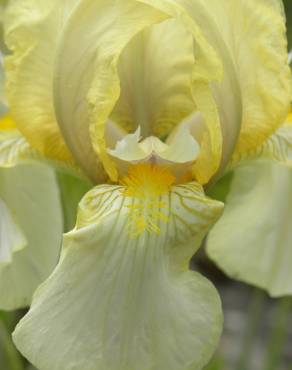 Fotografia 9 da espécie Iris lutescens no Jardim Botânico UTAD