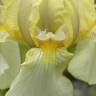 Fotografia 9 da espécie Iris lutescens do Jardim Botânico UTAD