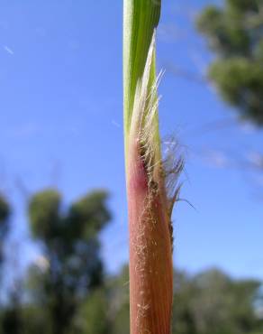 Fotografia 3 da espécie Imperata cylindrica no Jardim Botânico UTAD