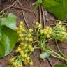 Fotografia 6 da espécie Delairea odorata do Jardim Botânico UTAD