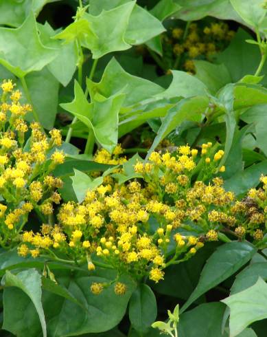 Fotografia de capa Delairea odorata - do Jardim Botânico