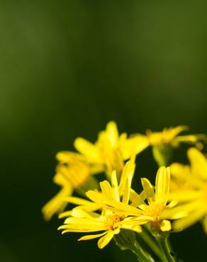 Fotografia 6 da espécie Jacobaea vulgaris no Jardim Botânico UTAD