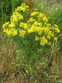 Fotografia da espécie Jacobaea vulgaris