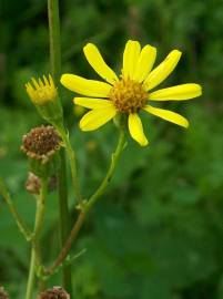 Fotografia da espécie Jacobaea vulgaris