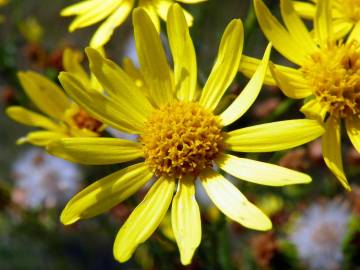 Fotografia da espécie Jacobaea vulgaris