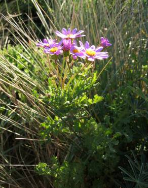 Fotografia 5 da espécie Senecio elegans no Jardim Botânico UTAD