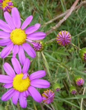 Fotografia 6 da espécie Senecio elegans no Jardim Botânico UTAD