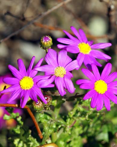 Fotografia de capa Senecio elegans - do Jardim Botânico