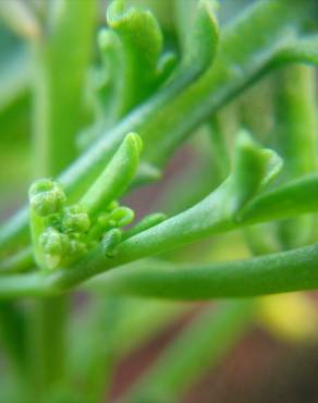 Fotografia 7 da espécie Senecio elegans no Jardim Botânico UTAD