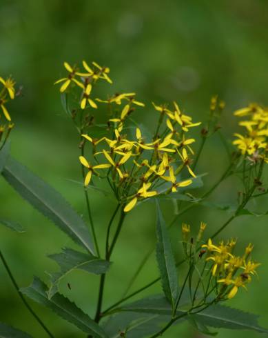 Fotografia de capa Senecio ovatus - do Jardim Botânico