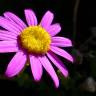 Fotografia 9 da espécie Senecio elegans do Jardim Botânico UTAD