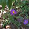 Fotografia 10 da espécie Senecio elegans do Jardim Botânico UTAD