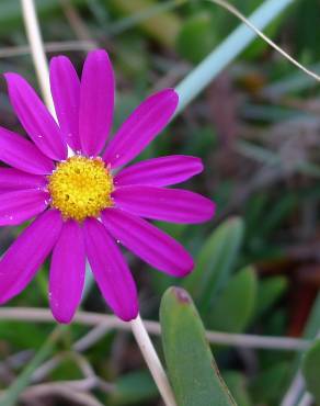 Fotografia 13 da espécie Senecio elegans no Jardim Botânico UTAD