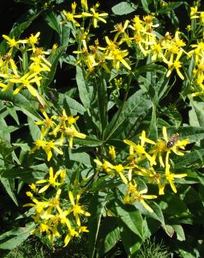 Fotografia 5 da espécie Senecio ovatus no Jardim Botânico UTAD