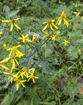 Fotografia 6 da espécie Senecio ovatus no Jardim Botânico UTAD