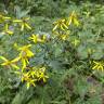 Fotografia 6 da espécie Senecio ovatus do Jardim Botânico UTAD