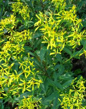 Fotografia 7 da espécie Senecio ovatus no Jardim Botânico UTAD