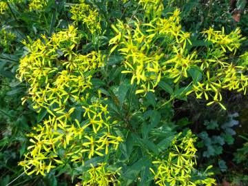 Fotografia da espécie Senecio ovatus