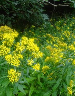 Fotografia 8 da espécie Senecio ovatus no Jardim Botânico UTAD