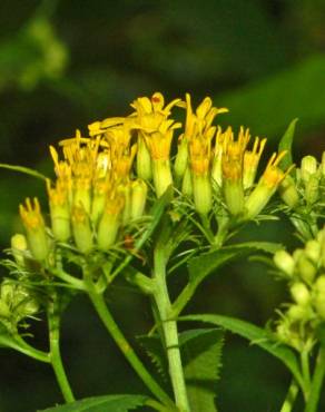 Fotografia 10 da espécie Senecio ovatus no Jardim Botânico UTAD