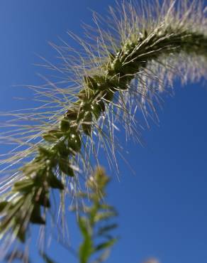 Fotografia 3 da espécie Setaria faberi no Jardim Botânico UTAD